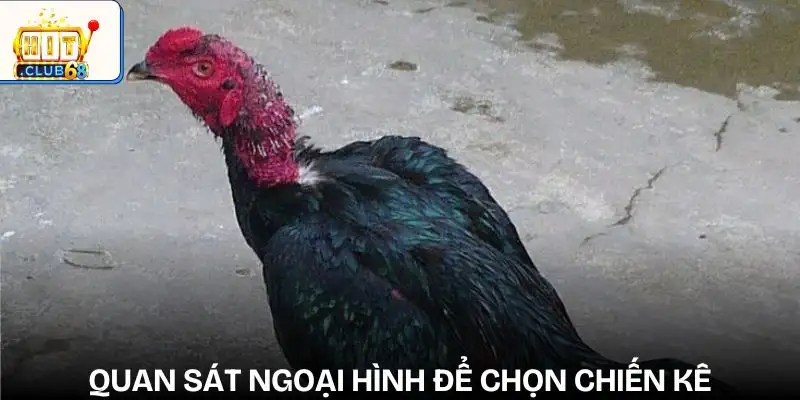 cach nhan biet ga keo tren keo duoi quan sat ngoai hinh chien ke