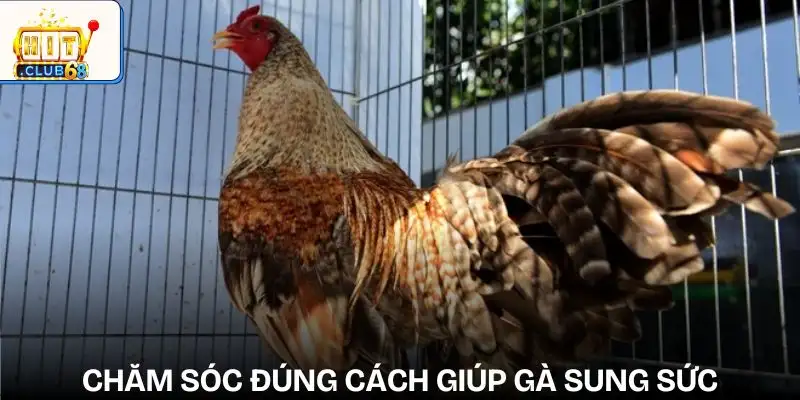 nhung yeu to anh huong den ket qua da ga che do cham soc nhung yeu to anh huong den ket qua da ga che do cham soc