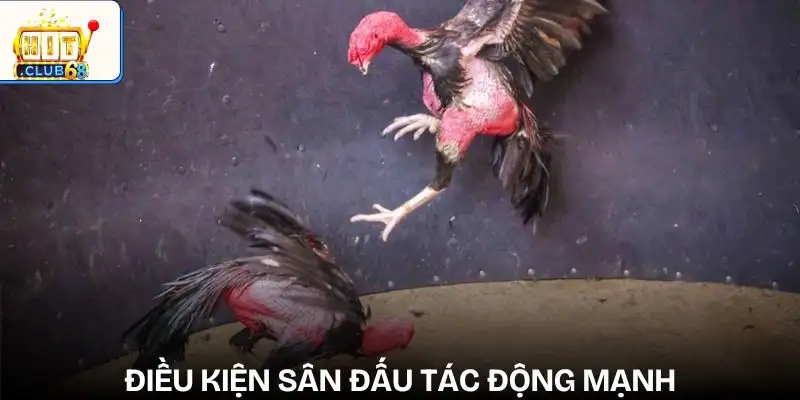nhung yeu to anh huong den ket qua da ga dieu kien thi dau nhung yeu to anh huong den ket qua da ga dieu kien thi dau