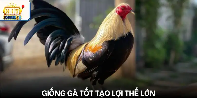 nhung yeu to anh huong den ket qua da ga giong ga va dac diem di truyen nhung yeu to anh huong den ket qua da ga giong ga va dac diem di truyen