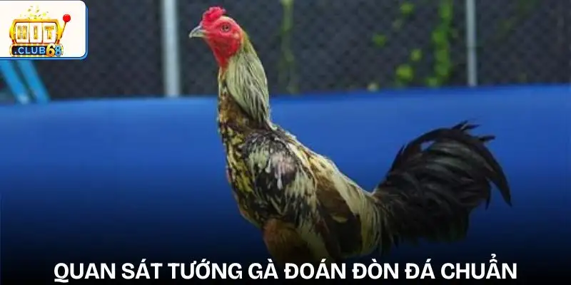 phan tich loi da ga de du doan ket qua nhin tuong ga choi doan don loi ga da mu lung