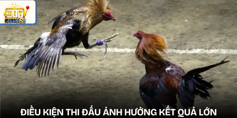 sai lam thuong gap khi cuoc da ga bo qua yeu to dieu kien thi dau sai lam thuong gap khi cuoc da ga bo qua yeu to dieu kien thi dau