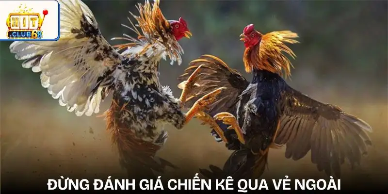 sai lam thuong gap khi cuoc da ga qua viec danh gia qua ve be ngoai sai lam thuong gap khi cuoc da ga qua viec danh gia qua ve be ngoai