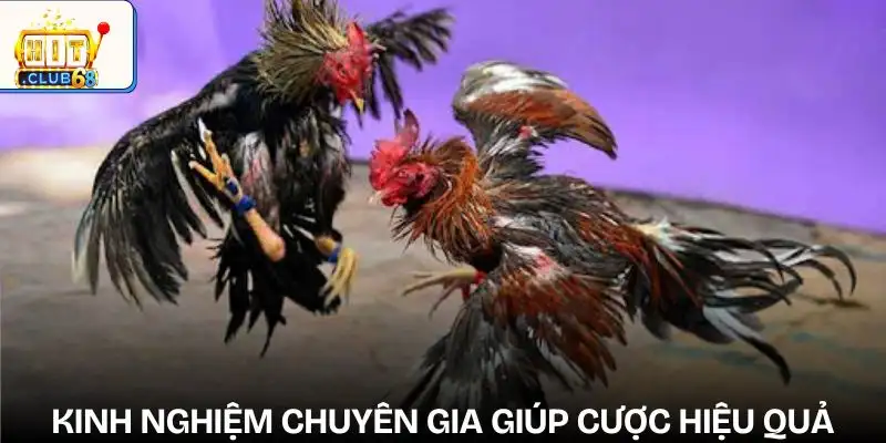 sai lam thuong gap khi cuoc da ga tham khao kinh nghiem tu nguoi co chuyen mon sai lam thuong gap khi cuoc da ga tham khao kinh nghiem tu nguoi co chuyen mon