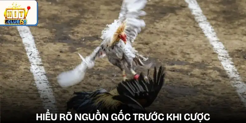 sai lam thuong gap khi cuoc da ga tim hieu ky ve nguon goc giong ga sai lam thuong gap khi cuoc da ga tim hieu ky ve nguon goc giong ga