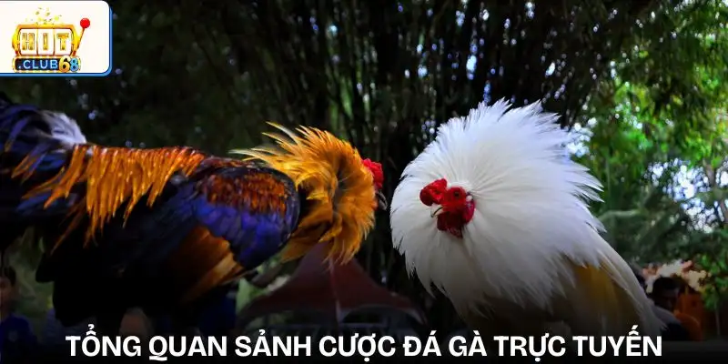 sanh cuoc da ga tong quan sanh cuoc da ga tong quan
